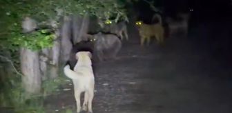 Sokak köpekleri ile ayılar kavga etti! O anlar kamerada