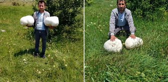 Sivas’ta dev keşif: Muhtarın bulduğu 20 kiloluk mantar şaşırttı