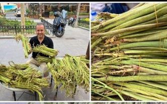 Güneydoğu Anadolu’nun Yenilebilir Otları Gastronomi Dünyasının Gözdesi