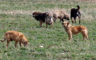Başıboş Köpek Sorunu