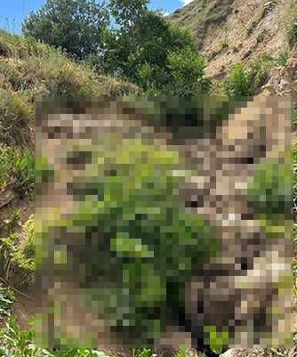 Van'da 130 koyun uçurumdan atlayarak öldü