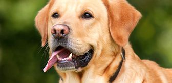 Rüyada köpek görmek ne anlama gelir? Rüyada köpek ısırması ne anlama gelir? Rüyada köpek saldırması ve havlaması nedir? Rüyada köpek sevmek ne demek?