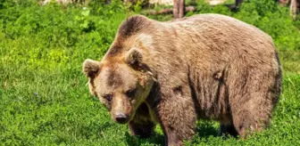 Rüyada ayı görmek ne anlama gelir? Rüyada beyaz ayı görmek, rüyada ayı yavrusu görmek, siyah ayı görmek ne demektir?