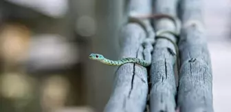 Rüyada yılan sokması anlamı nedir, nasıl yorumlanır? Rüyada yılan ısırması ne demek? Rüyada yılan görmek!