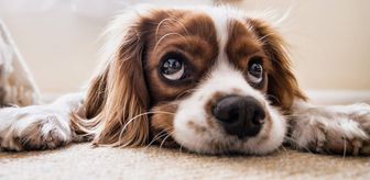 Rüyada köpek sevmek ne anlama gelir? Rüyada yavru köpek sevmenin anlamı nedir?