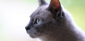 Rüyada kedi görmek ne anlama gelir, neye işarettir? Rüyada kedinin ısırması anlamı nedir?