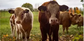 Rüyada dana görmek ne anlama gelir? Rüyada dana kesmek, almak ve kovalamak anlamı nedir?