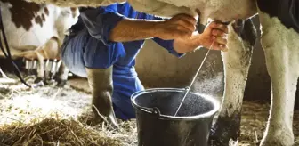 Rüyada inek sağmak ne anlama gelir? Rüyada inekten süt sağmak anlamı nedir? Rüyada inek kovalaması ne demek?