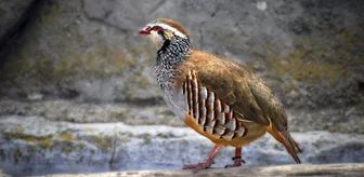 Rüyada keklik görmek ne anlama gelir? Rüyada keklik sürüsü görmek, yakalamak, yemek ne anlama gelir?
