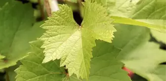 Rüyada asma yaprağı görmek ne anlama gelir? Rüyada asmada üzüm görmek ne demek?