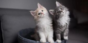 Rüyada kedi sahiplenmek ne anlama gelir? Rüyada yavru kedi sahiplendiğini görmek ne demek?