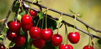 Rüyada vişne görmek ne anlama gelir? Rüyada vişne yemek, toplamak ne demek?