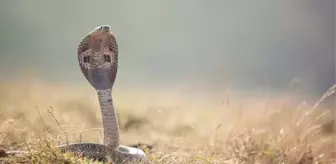 Rüyada yılan ısırması ve sokması ne anlama gelir? Rüyada yılan sokması ve ısırması ama bir şey olmaması anlamı!