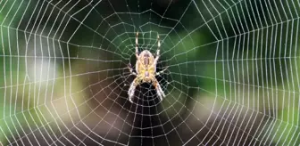 Rüyada örümcek görmek ne anlama gelir? Rüyada canlı örümcek görmek ne anlama gelir? Rüyada örümcek görmek ne demek diyanet?