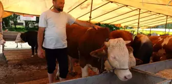 Giresun Yaylalarında Kurbanlıklar Pazara İndi