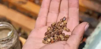 Geçmişte çöpe gidiyordu, şimdi kilosu 3 bin TL'den satılıyor
