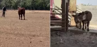 3 angus sevkiyat sırasında sırra kadem bastılar! Besicinin kaybı çok büyük