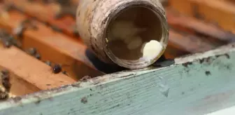 Dünyanın en pahalı yiyeceği! Kilosu 45 bin lira, sadece 2 çay kaşığı üretilebiliyor