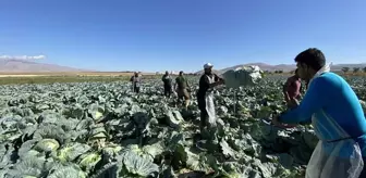Günlük 4 bin TL'ye işçi bulunamıyor! Tarlada kriz büyüyor