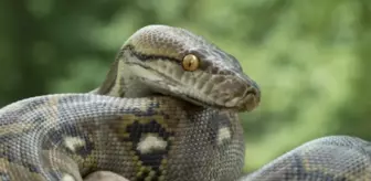 Rüyada yılan görmek ne anlama gelir?