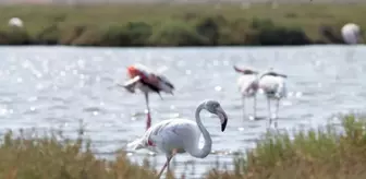 İzmir'de Flamingo Yolu Turları ile Gediz Deltası'nın Güzellikleri Keşfediliyor