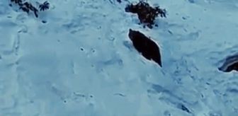 Ayder'de ayı yine sahnede! Kaçkarlar'da vahşi doğa heyecanı