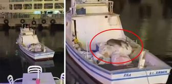 Haber box1