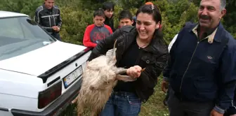 Yağmur Altındaki Şenlikte Eşek Yarışı ve Keçi Yakalama Yarışı