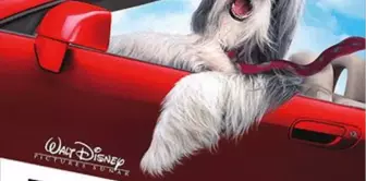 Bak Şu Köpeğe Filmi