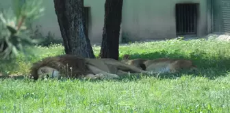 Bursa Zoo Park'ta Hortumlu Serinlik