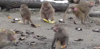 Zoopark'ta Kar Altında Ballı Bisküvi Keyfi...(Özel Haber)