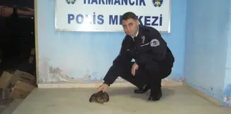 Yaralı Doğana Polis Şefkati