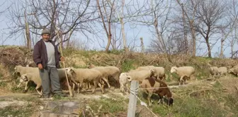 Güzel Hava Çobanlara Yaradı