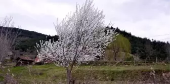 Çiftçide 'Yalancı Bahar' Endişesi