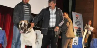 Köpekler Kendilerine Hayran Bıraktı