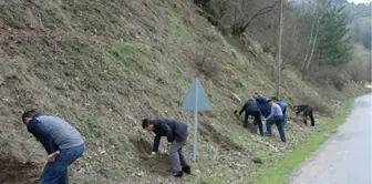 Yenice Ihlamur Fidanı Dikildi