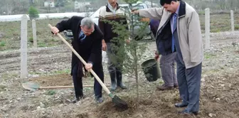 Orman Haftası Çaycuma'da Ağaç Dikimiyle Kutlandı