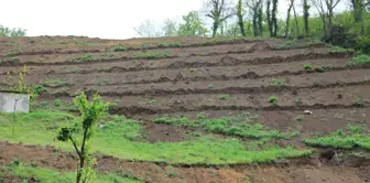 Fındıkta Teraslama ve Yenileme Projesi Fatsa'da Hayata Geçti