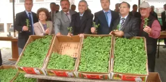 Çiftçlere Ücretsiz Stevia Fidesi Dağıtıldı