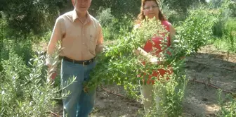 Burhaniye'de Stevia Bitkisi Büyük İlgi Gördü