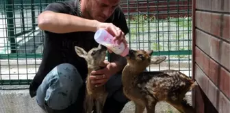 Giresun'da Yavru Karacalar Koruma Altında