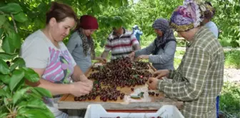 Uluborlu Kiraz Festivali Coşkuyla Kutlandı