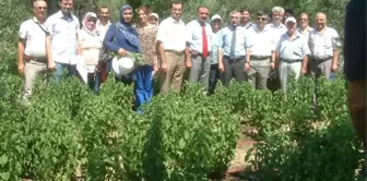 Burhaniye'de Stevia İçin Tarla Günü Düzenlendi