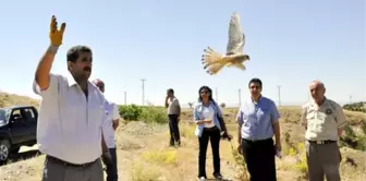 Elazığ'da Bulunan Casus Kuş İsrail'li Çıktı