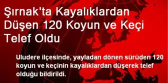 Şırnak'ta Kayalıklardan Düşen 120 Koyun ve Keçi Telef Oldu