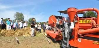 Samsun'da Fasulye Hasat Tarla Günü