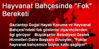 Hayvanat Bahçesinde 'Fok' Bereketi