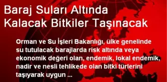 Baraj Suları Altında Kalacak Bitkiler Taşınacak