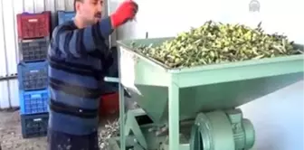 Zeytin üreticilerinden destekleme primi talebi