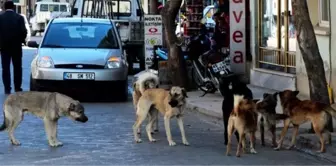 Sarıgöl'de Başıboş Dolaşan Köpekler Korku Salıyor